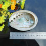 6 Sizes Abalone Shell Nautical Decor Seashell Beach Wedding Shells Ocean Decor Jewelry