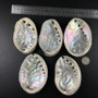 6 Sizes Abalone Shell Nautical Decor Seashell Beach Wedding Shells Ocean Decor Jewelry