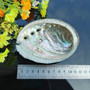 6 Sizes Abalone Shell Nautical Decor Seashell Beach Wedding Shells Ocean Decor Jewelry