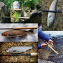 Tenkara Rod Combo Complete Kit 10/11/12/13ft 7:3 Action Fly Fishing Rod