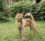 Tropic Sunset Geometric Dog Collar & Leash Set