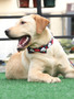 The Winston Cat & Dog Collar w/ Detachable Bow
