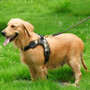 Heavy Duty Dog Harness - Multiple Colors