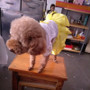 Dog Clothes Tutu Dress