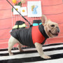 Waterproof Dog Jacket