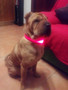 Bright Dog Collar, Night Safety Glow In The Dark Dogs Collar, Cool Luminous Fluorescent Collars