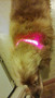 Bright Dog Collar, Night Safety Glow In The Dark Dogs Collar, Cool Luminous Fluorescent Collars