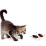 Electronic Fun Toy for Cats