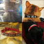 Personalized Rhinestone Dog Collars