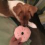 Lovely Doughnut Shape Pet Sound Mini Chew Toys