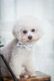 MARBLE | DOG COLLAR & BOW TIE