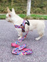 ARIKARA | DOG NYLON LEASH