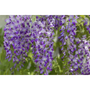 Amethyst Falls American Wisteria Wisteria frutescens Shrub 4" Potted Plant