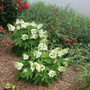 Munchkin Oakleaf Hydrangea -Quercifolia Hydrangea - 4" Pot