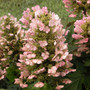 Munchkin Oakleaf Hydrangea -Quercifolia Hydrangea - 4" Pot