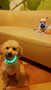 LED Glow in The Dark Collar