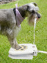 Interactive Dog Water Fountain