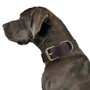 Dog Puppy Collar Genuine Leather