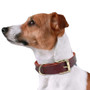 Dog Puppy Collar Genuine Leather