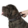 Genuine Leather Dog Collar