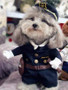 Funny Dog Costumes