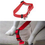 Dog Collar And Seat Belt