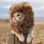 Pet Costume, Lion Mane Wig