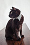 Gingham Cat Collar