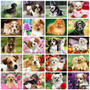 Evershine Full Square Diamond Painting Dog 5D DIY Animal Diamond Embroidery Cross Stitch Kit Handmade Gift Home Decoration