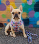 Frenchie Supply Collar - Delicious Donuts