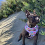 Frenchie Supply Collar - Delicious Donuts