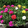 1000Pcs Plant Flower Seeds for Beautiful Garden Decoration