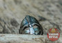 Viking Helmet Ring - 925 Silver