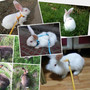 Soft Leash & Harness for Rabbits