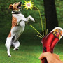 Dog or Cat Treat Launcher