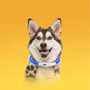 Donut Paws™ Dog Collar Flashing Glow