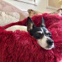 Donut Paw™ Cozy Calming Dog Bed