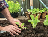 Grow Your Own Guide for Beginners