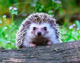 Make Your Garden a Haven for Nature