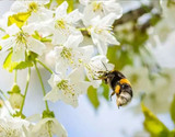 Save the Bees in your Garden