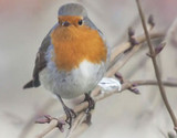 Helping Winter Wildlife in Your Garden