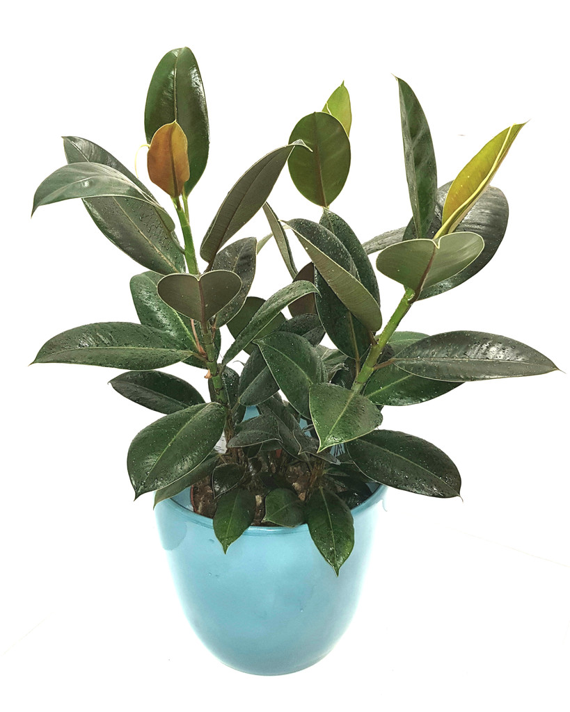 Indian Rubber Tree - Rare Ficus Elastica Abidjan and Apple green ceramic Pot.