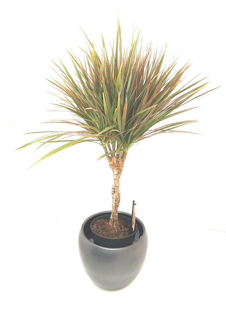 Fantastic elegant plant with colour all year around and elegant braided stem. Easy care and at exclusive deal from Best4garden only.