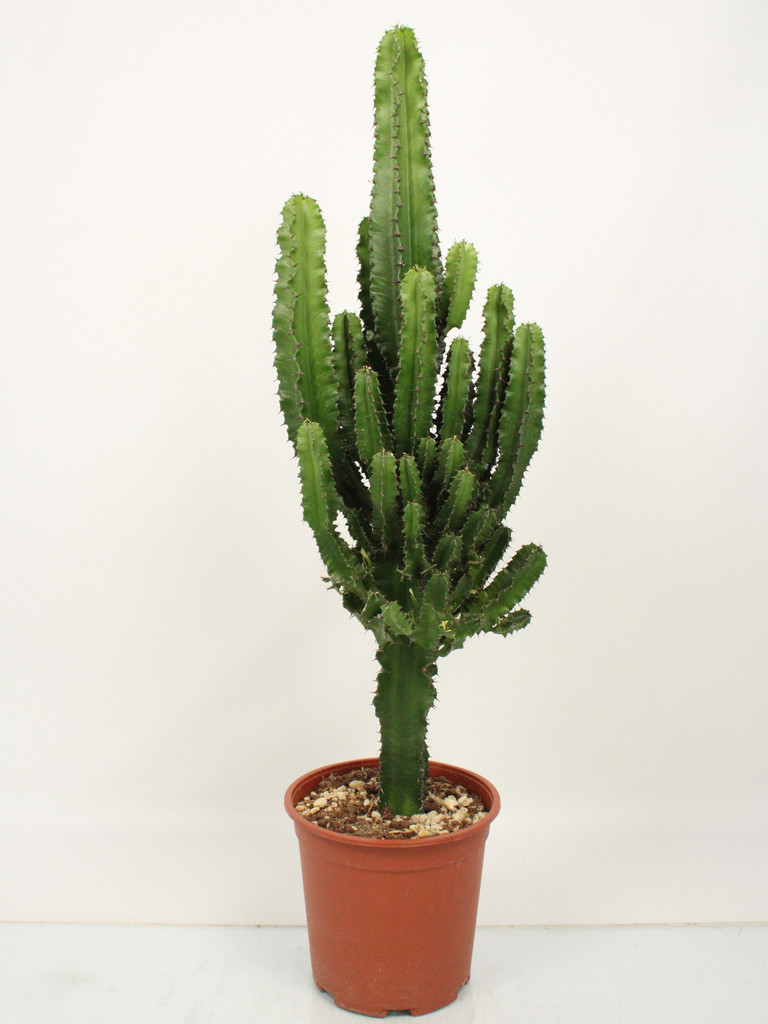 Euphorbia Tetra 105 cm Euphorbia tetra is an architectural succulent which can be treated in a similar way to a cactus.This plant is a large, branching specimen which currently stands at about 105cm tall, including the pot.