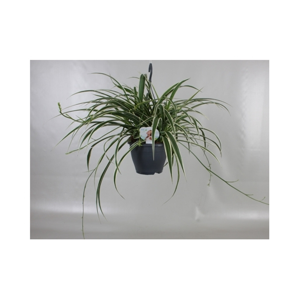 Large Variegated Spider plant Chlorophytum comosum hanging basket