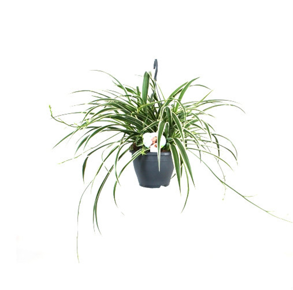 Large hanging basket pot size 18cm plant is about 60cm wide .
It will add charm and will pure the air in every room.