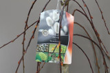 Large Dwarf weeping willow tree Large Dwarf weeping willow tree