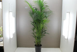 2m Kentia Palm 2m Kentia Palm