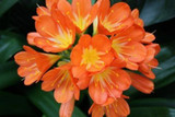 Indoor Clivia with orange flowers