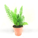 Foxtail fern Asparagus  Fern , easy care plant with beautiful leaves.  We supply 3 sizes . small large and extra large . as they are slow growing plants.